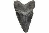 2.91" Juvenile Megalodon Tooth - South Carolina - #195972-1